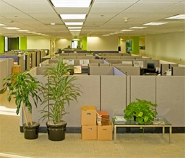 Office with cubicles and plants.